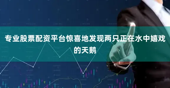 专业股票配资平台惊喜地发现两只正在水中嬉戏的天鹅